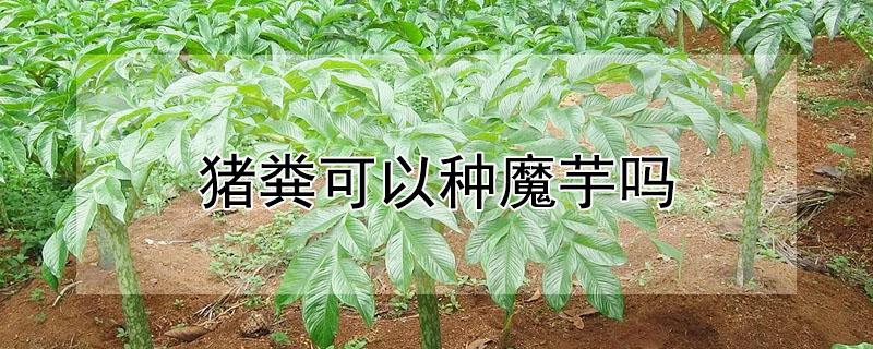 猪粪可以种魔芋吗 猪粪可以种魔芋吗视频