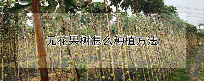 无花果树怎么种植方法（无花果树怎么种植方法和时间）