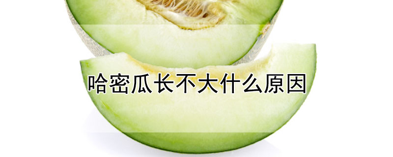 哈密瓜长不大什么原因 哈密瓜怎么长