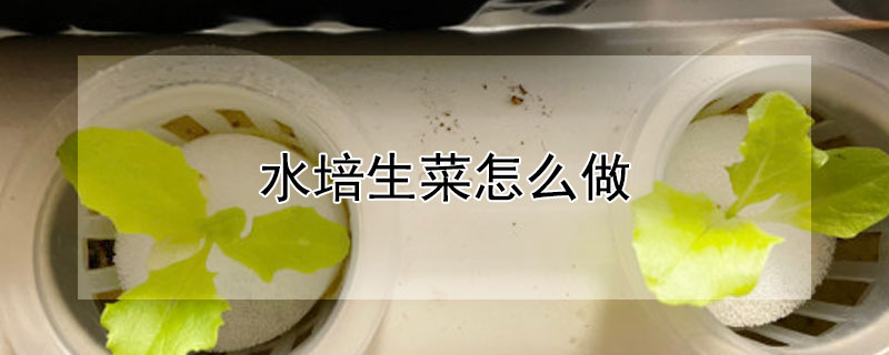 水培生菜怎么做（水培生菜做法）