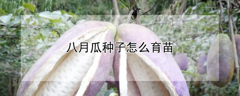 八月瓜种子怎么育苗（八月瓜怎么繁殖苗子）