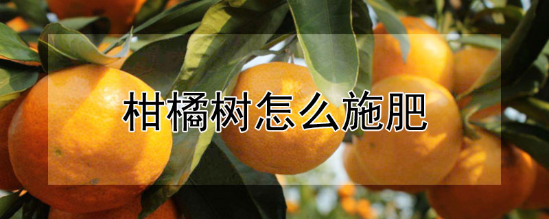 柑橘树怎么施肥（挂果的柑橘树怎么施肥）