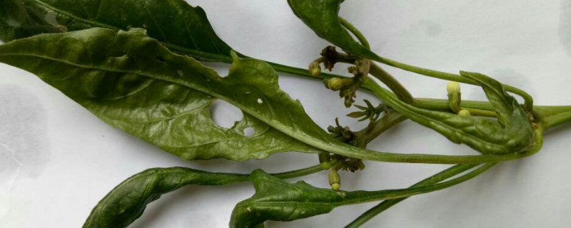 辣椒病虫害有哪些（辣椒病虫害有哪些危害）