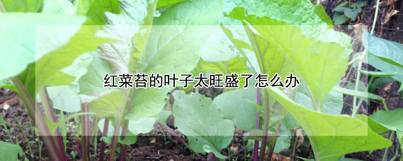 红菜苔的叶子太旺盛了怎么办（红菜苔叶子肥大能打掉吗）