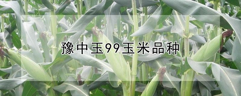 豫中玉99玉米品种 豫中玉99玉米品种抗哪些病