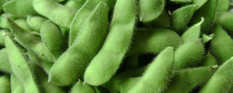 毛豆最晚什么时候种（毛豆最晚什么时候种植）