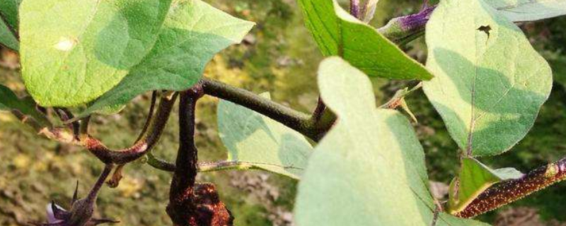 茄子用什么肥料高产（茄子冲什么肥料好,产量高）