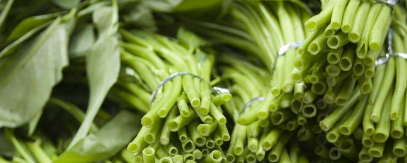 七八月份种什么菜合适 七八月份种什么菜合适呢