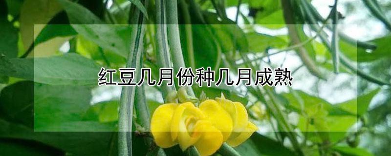 红豆几月份种几月成熟 红豆什么时候生长