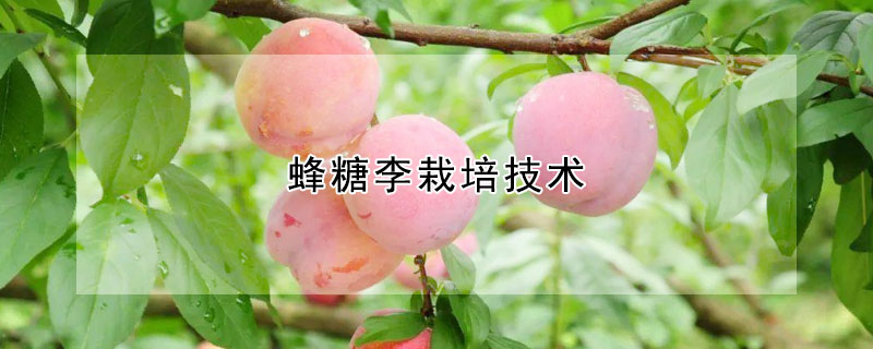 蜂糖李栽培技术 蜂糖李栽培技术培训课程PPT