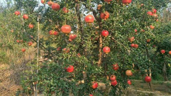 石榴树苗什么时候移栽（石榴树苗几月份栽好成活）