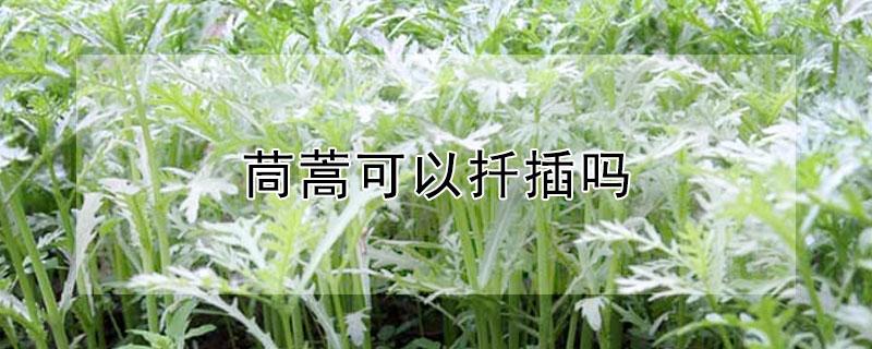 茼蒿可以扦插吗（茼蒿可以扦插吗?）