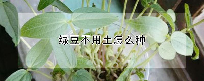 绿豆不用土怎么种 绿豆不用土怎么种发芽快