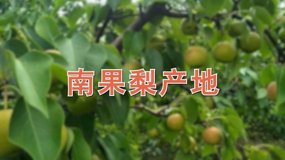 南果梨产地在哪里（南果梨产地在哪里?）