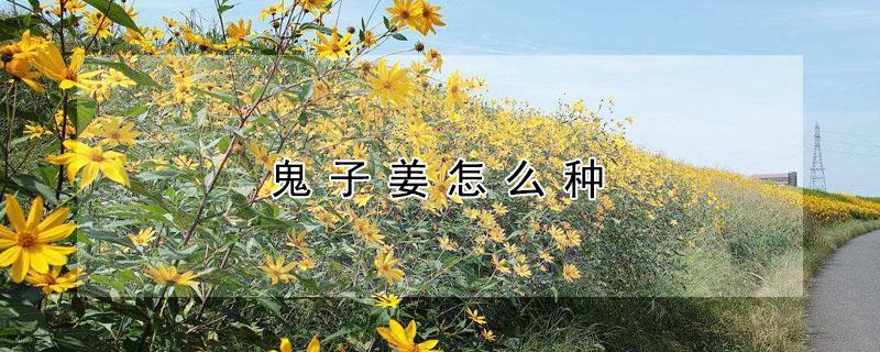 鬼子姜怎么种 鬼子姜怎么种植视频