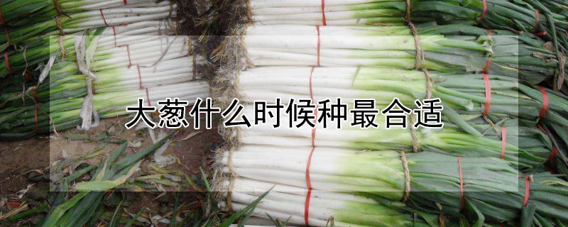 大葱什么时候种最合适 种大葱什么时候种最好