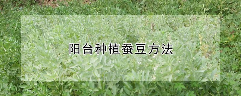 阳台种植蚕豆方法（家里如何种植蚕豆）