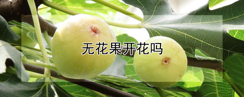 无花果会开花吗（无花果会开花吗为什么）