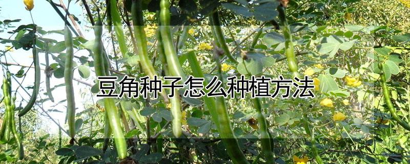 豆角种子怎么种植方法 新鲜豆角种子可以种吗
