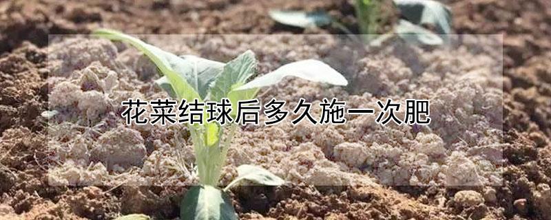 花菜结球后多久施一次肥（花菜结球后多久施一次肥啊）