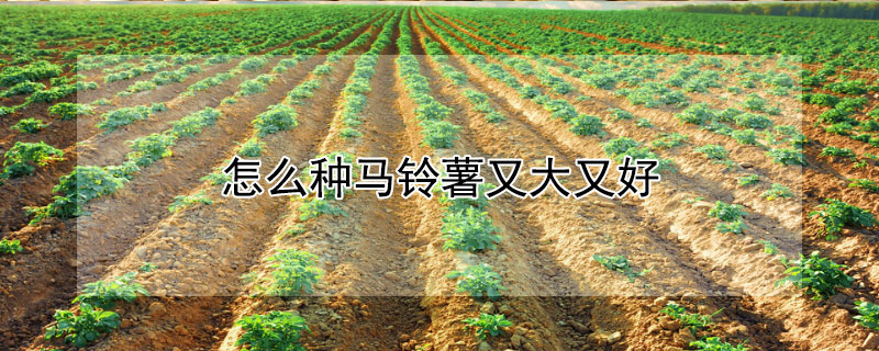 怎么种马铃薯又大又好（怎样种马铃薯长得快又大）