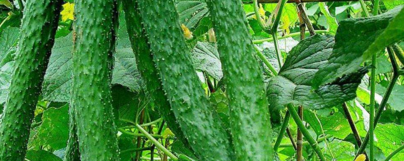 黄瓜怎么种才能结的多（黄瓜怎么种才能结的多呢）