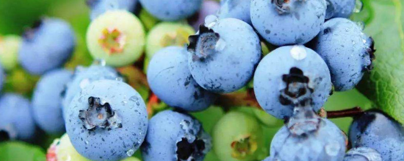 北方盆栽蓝莓品种（北方盆栽蓝莓品种介绍）