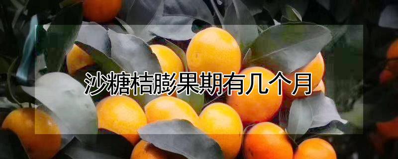 沙糖桔膨果期有几个月（沙糖桔结果期）