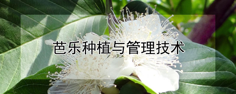 芭乐种植与管理技术 芭乐种植与管理技术学什么
