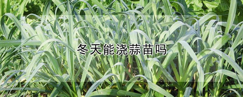 冬天能浇蒜苗吗（夏天可以栽蒜苗吗）