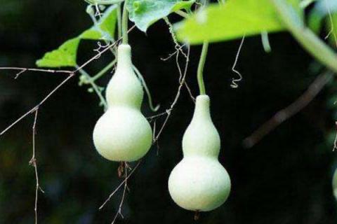 葫芦种植方法