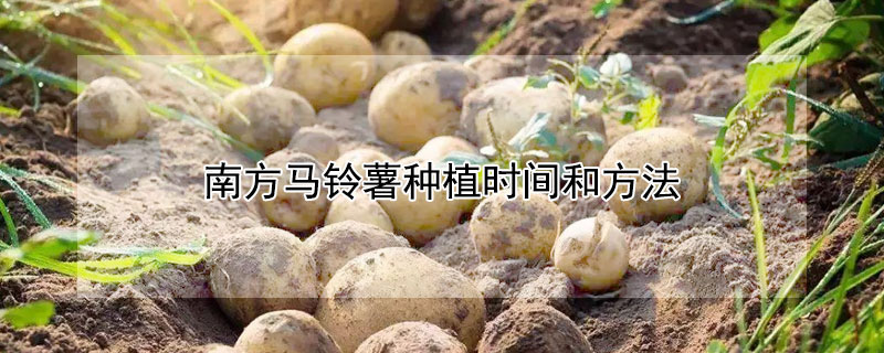 南方马铃薯种植时间和方法（南方马铃薯种植时间和方法图片）