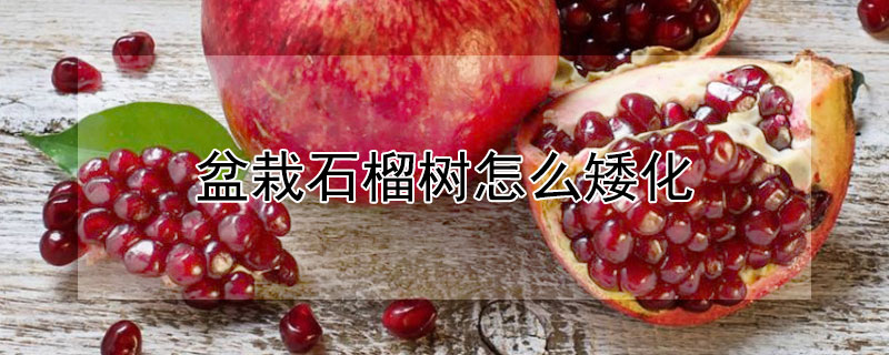 盆栽石榴树怎么矮化（盆栽石榴树怎么矮化的）