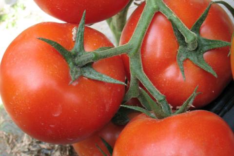 西红柿怎么沾花授粉