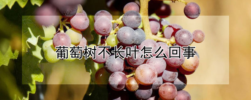 葡萄树不长叶怎么回事（树葡萄不长叶子）