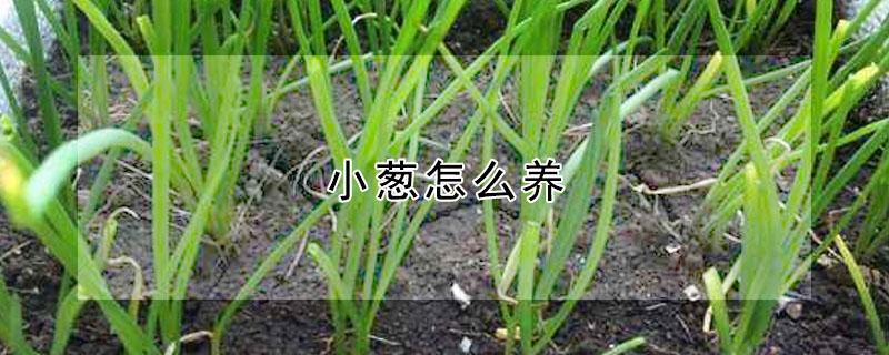 小葱怎么养（小葱怎么养才能长得旺）