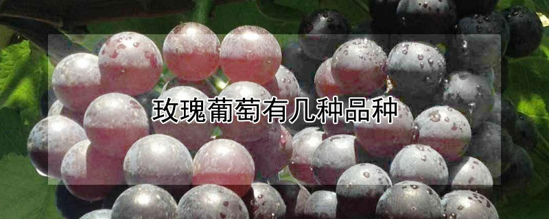 玫瑰葡萄有几种品种（玫瑰葡萄有几种品种图片）