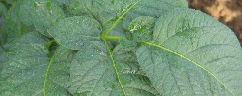 土豆叶子发黄怎么回事 土豆叶子发黄怎么办