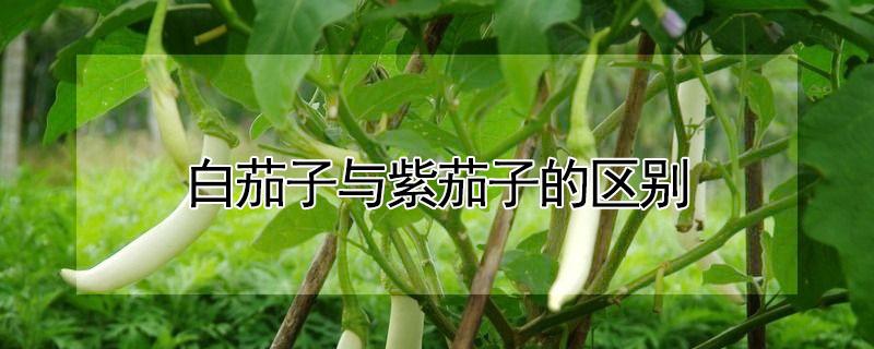 白茄子与紫茄子的区别 白茄子与紫茄子的区别在哪
