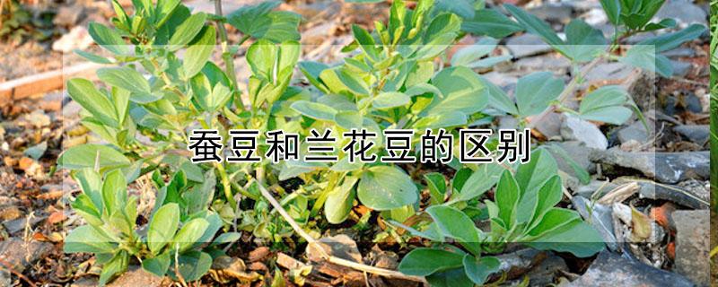 蚕豆和兰花豆的区别（蚕豆和兰花豆的区别是什么）