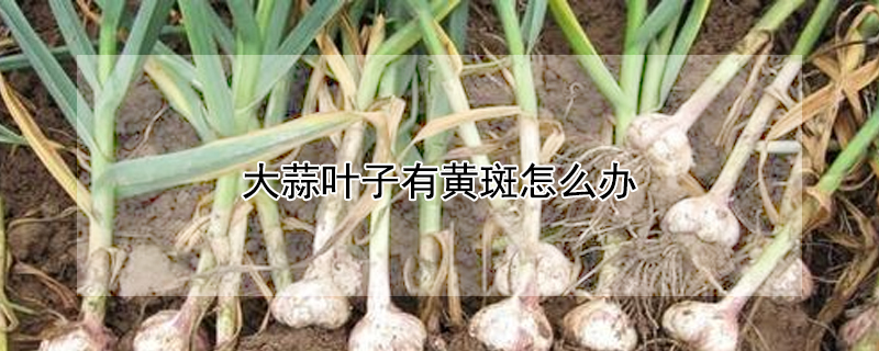 大蒜叶子有黄斑怎么办（大蒜叶子有黄斑怎么办呢）