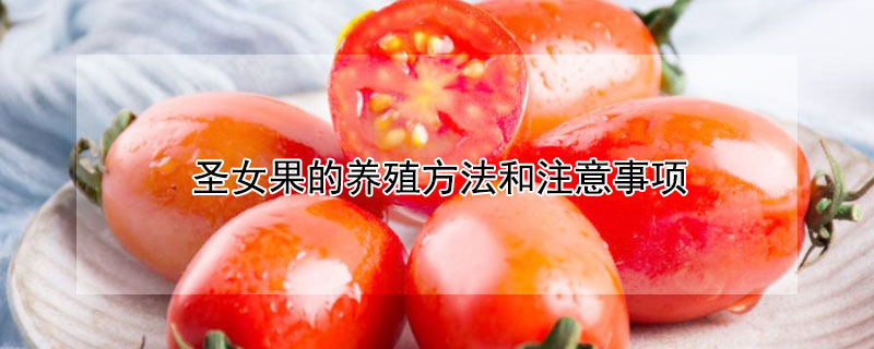 圣女果的养殖方法和注意事项 圣女果怎么养方法