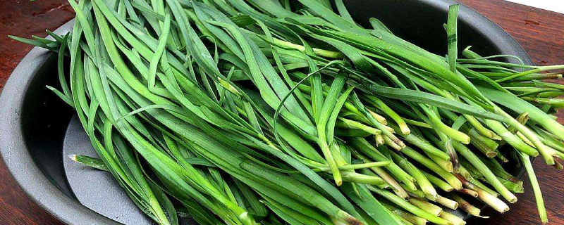 如何播种韭菜种子 如何播种韭菜种子呢