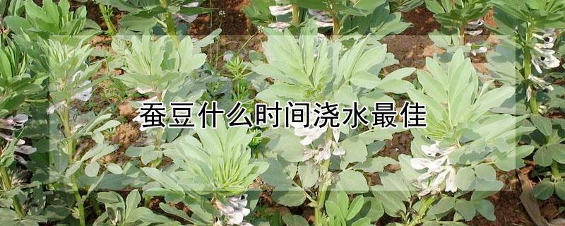 蚕豆什么时间浇水最佳 蚕豆什么时候浇水最好
