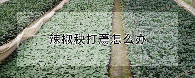 辣椒秧打蔫怎么办 辣椒苗发蔫怎么办