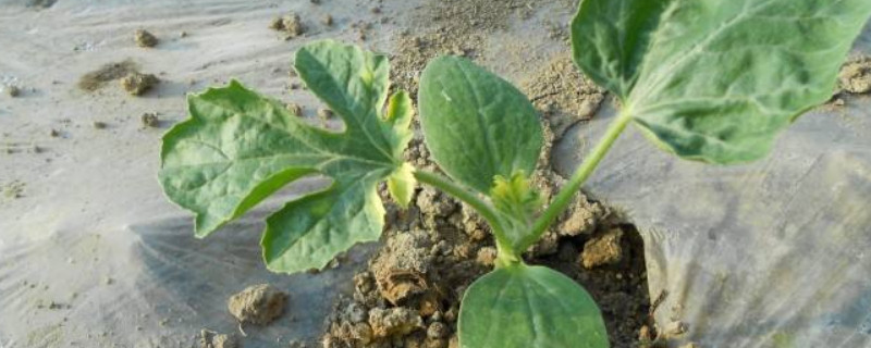 西瓜苗发黄是什么原因（西瓜苗发黄是怎么回事）