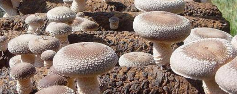 菌种怎么种植 二级菌种怎么种植