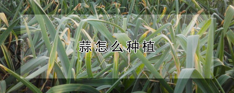 蒜怎么种植（大头蒜怎么种植）