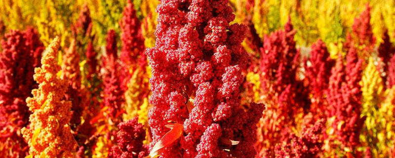 藜麦的种植时间和条件（藜麦的种植时间和条件是什么）