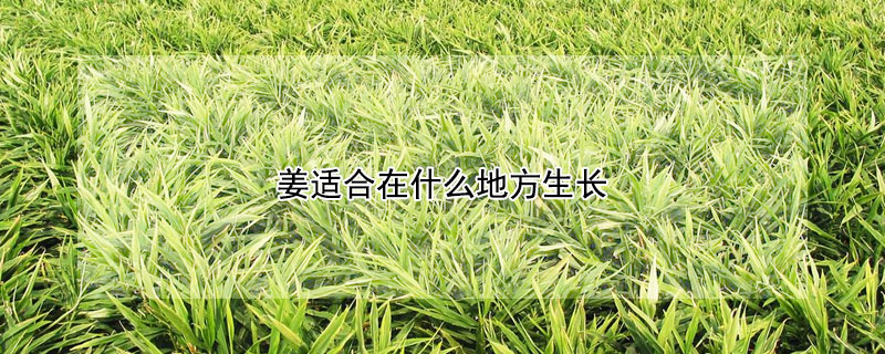 姜适合在什么地方生长 姜适合在什么环境下生长
